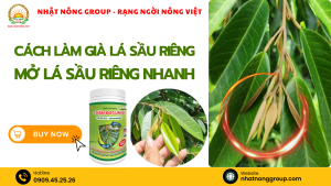 Cách làm già lá sầu riêng, mở lá sầu riêng nhanh