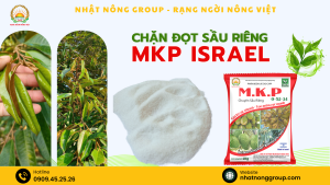 Chặn đọt sầu riêng MKP