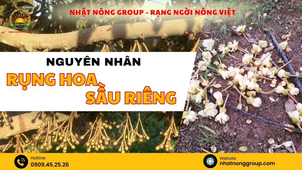 rụng hoa sầu riêng