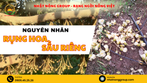 rụng hoa sầu riêng