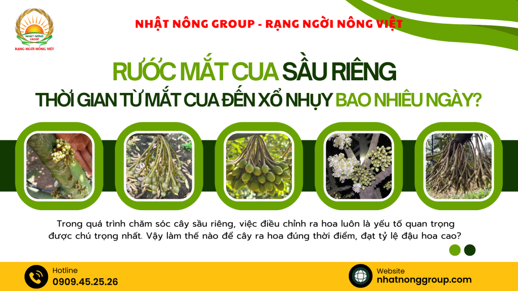 RƯỚC MẮT CUA SẦU RIÊNG Thời gian từ mắt cua đến xổ nhụy bao nhiêu ngày?