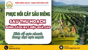Phục hồi cây sầu riêng sau thu hoạch đúng cách đạt hiệu quả cao