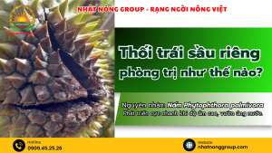 Thối trái sầu riêng, phòng trị như thế nào?