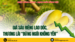 Giá sầu riêng lao dốc, thương lái “đứng ngồi không yên”