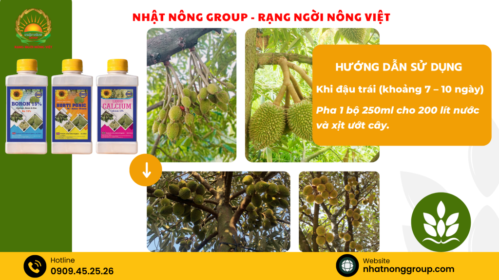 Bộ 3 đậu trái sầu riêng Anh Quốc
