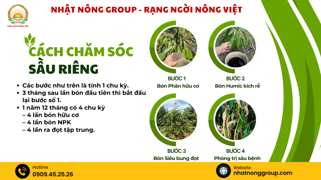 Cách chăm sóc sầu riêng mới trồng