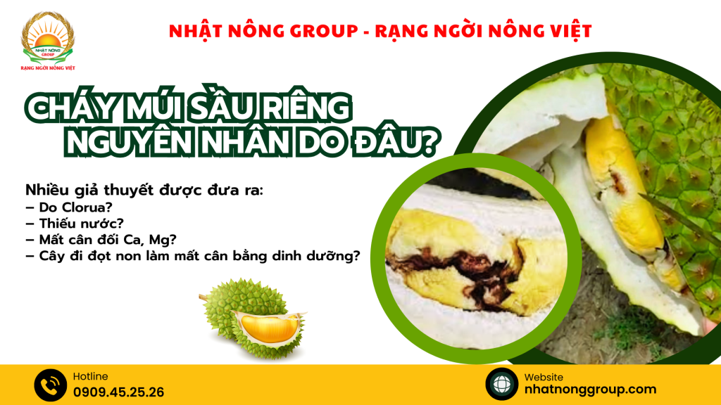 Cháy múi sầu riêng, nguyên nhân do đâu?