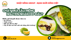 Cháy múi sầu riêng, nguyên nhân do đâu?