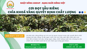 Cơi đọt sầu riêng là gì? Giai đoạn kéo cơi và hãm ngọn sầu riêng?