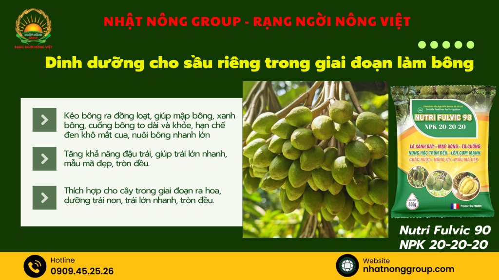 Dưỡng bông sầu riêng với Nutri Fulvic 90 NPK 20-20-20