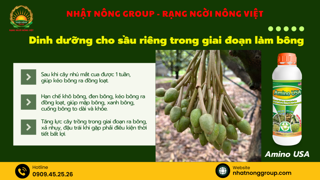 Dưỡng bông sầu riêng bằng Amino USA