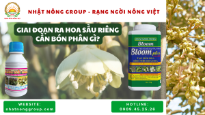 Chăm sóc sầu riêng ra hoa cần bón phân gì?