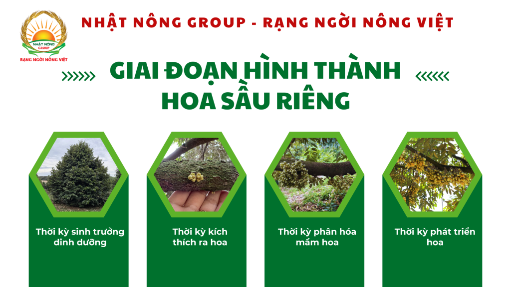 giai đoạn hình thành hoa sầu riêng