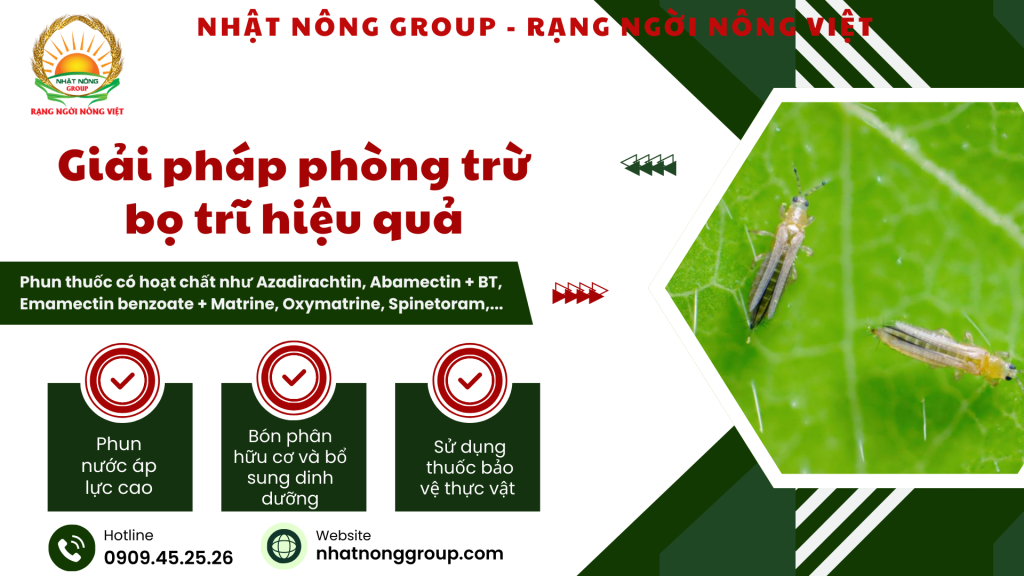 Giải pháp phòng từ bị trĩ hại sầu riêng giai đoạn làm bông
