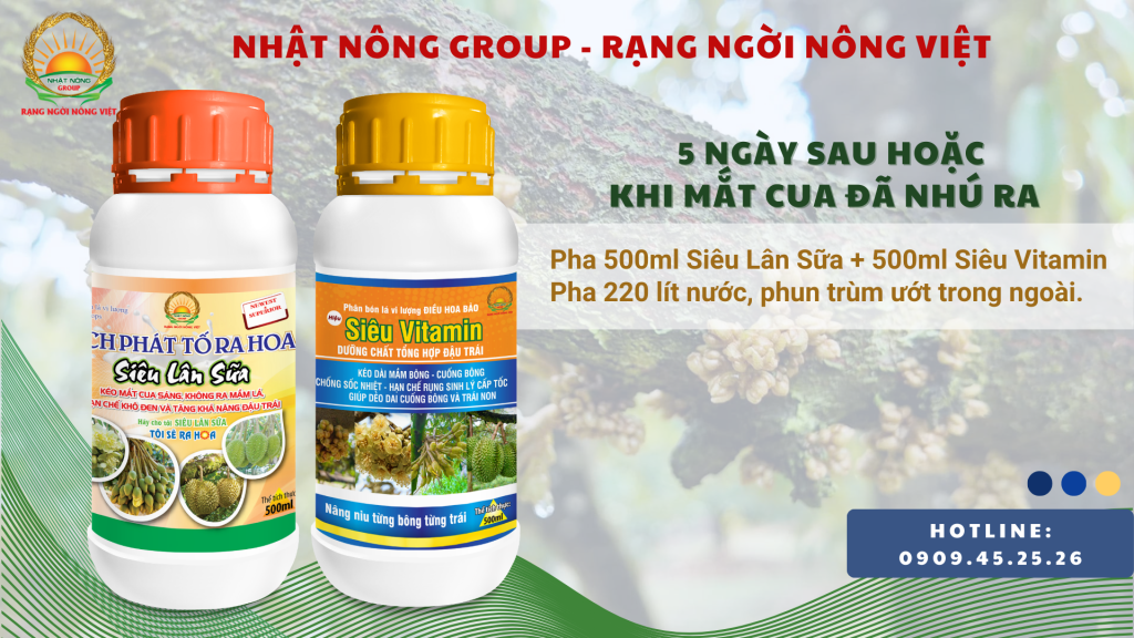Kích ra hoa đồng loạt với Kích phát tố và Siêu lân sữa