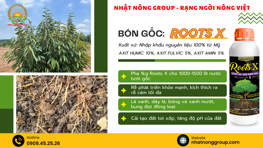 Kích rễ sầu riêng Roots X