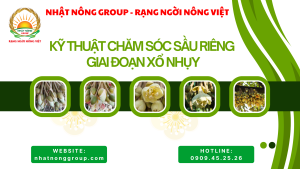 Chăm sóc sầu riêng giai đoạn xổ nhụy