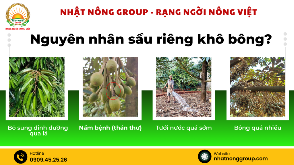 Sầu riêng bị khô bông, nguyên nhân do đâu?