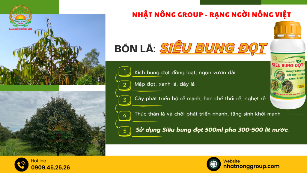 Siêu bung đọt sầu riêng