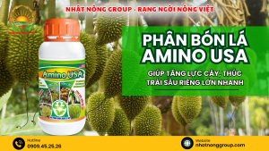 Phân bón lá Amino USA giúp tăng lực cây, thúc trái sầu riêng lớn nhanh