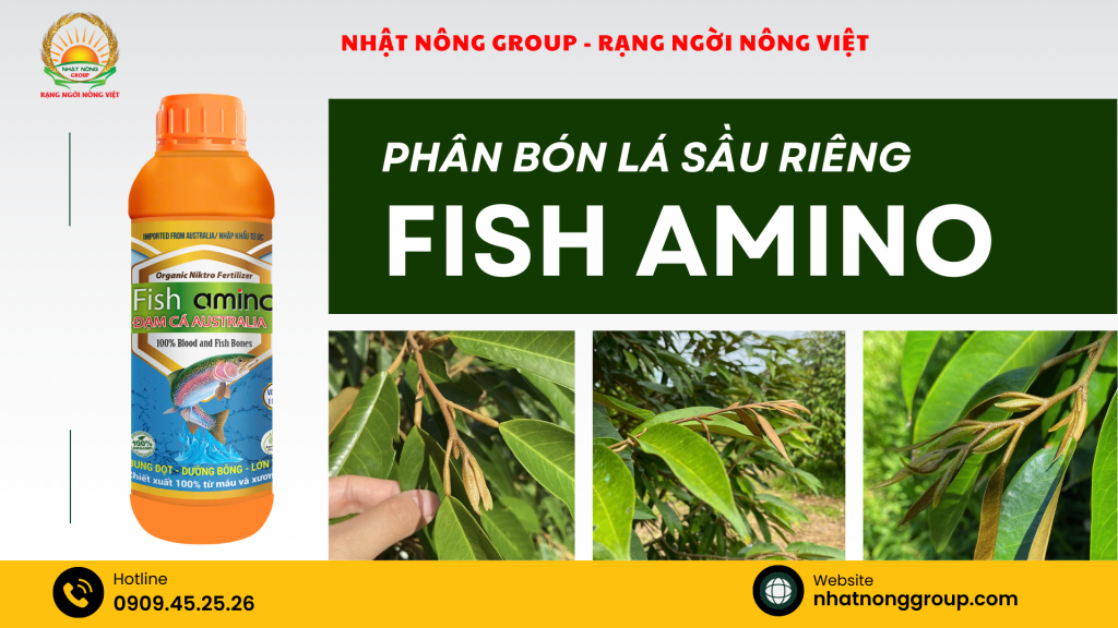 Phân bón lá sầu riêng: Fish Amino chuyên kéo đọt giúp xanh lá, dày lá