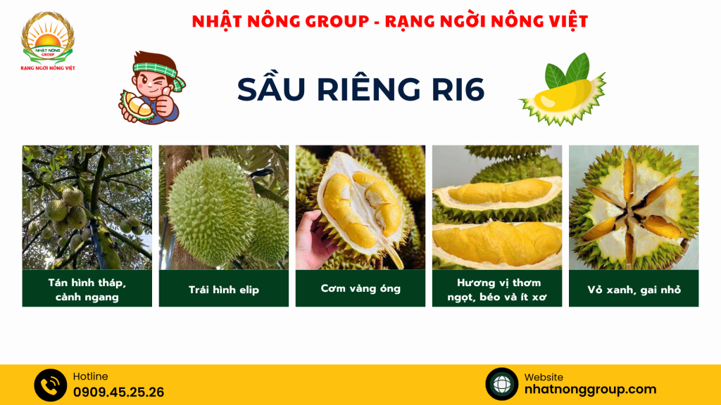 Sầu riêng Ri6