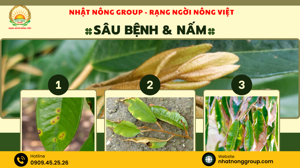Sâu bệnh và nấm trên cây sầu riêng