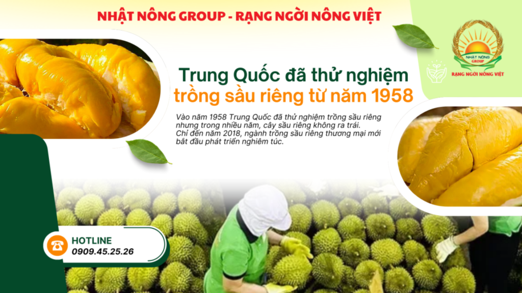 Sầu riêng Trung Quốc được trồng từ năm nào?