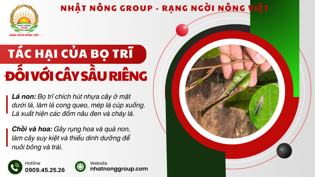 Tác hại của bọ trĩ trên cây sầu riêng