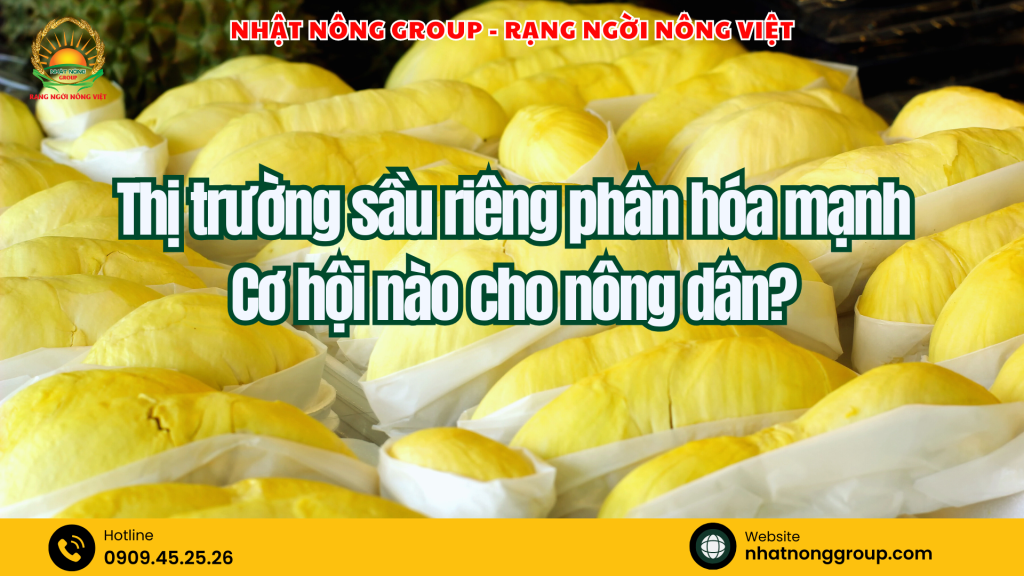 Thị trường sầu riêng phân hóa mạnh – Cơ hội nào cho nông dân?
