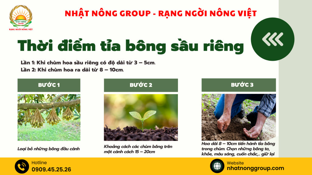 Thời điểm tỉa bông sầu riêng
