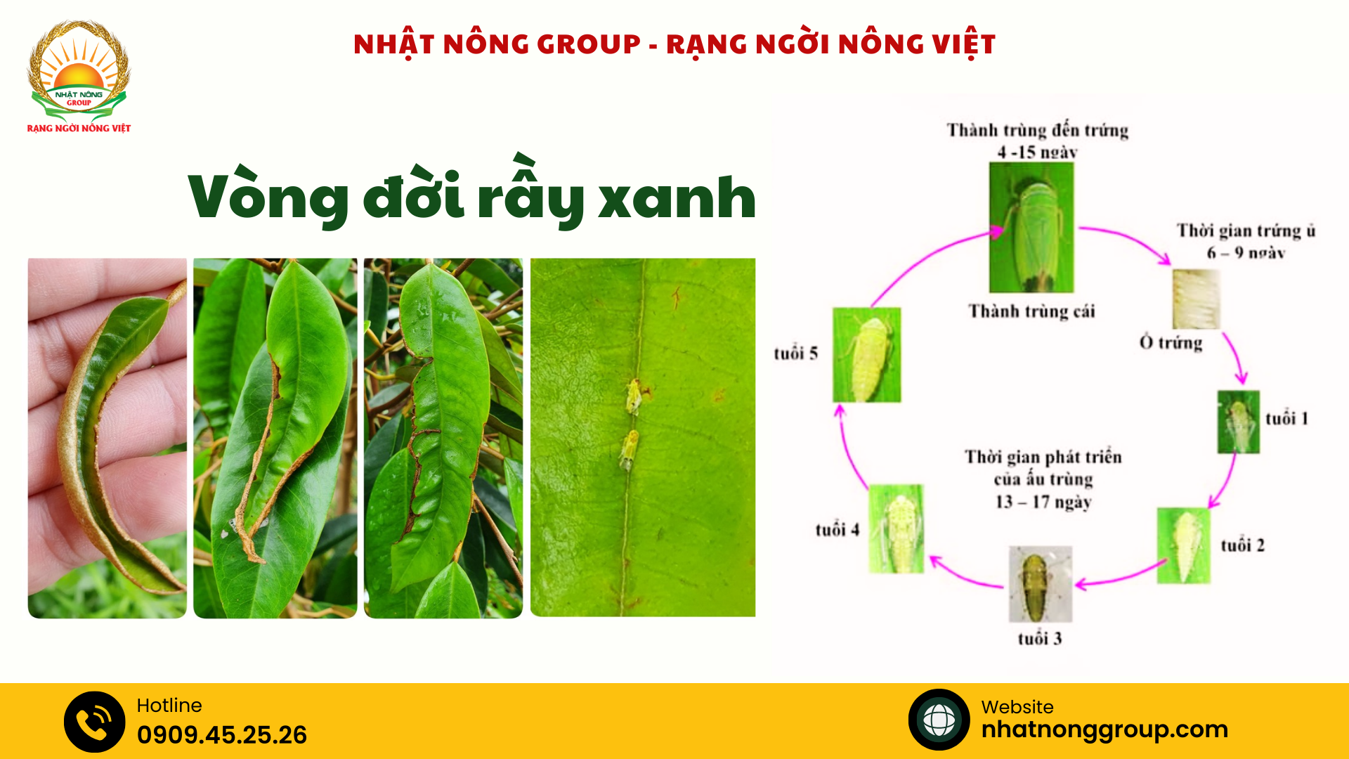 Biện pháp phòng trị rầy xanh gây hại sầu riêng - Nhật Nông Group