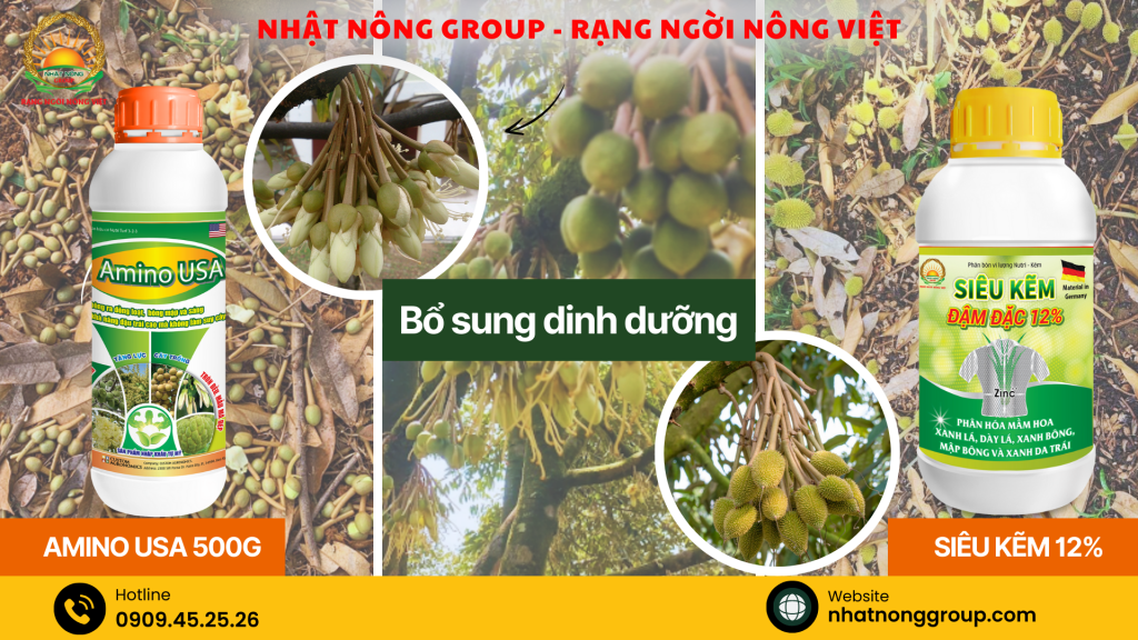 Bộ đôi dưỡng bông và trái sầu riêng