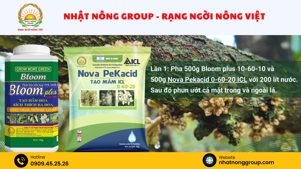Tạo mầm hoa sầu riêng