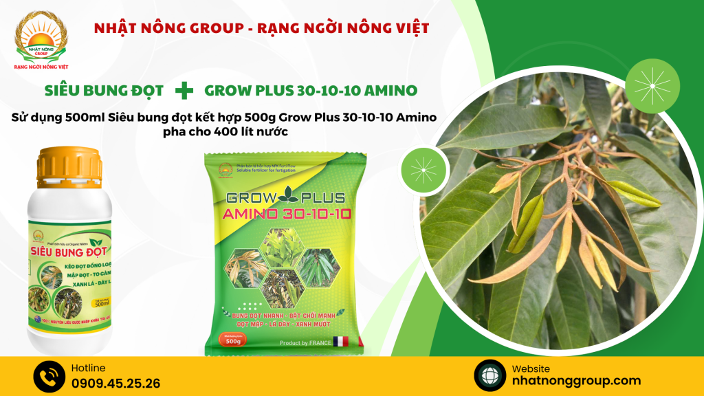 Kéo đọt sầu riêng với Siêu bung đọt và Grow plus 30-10-10 Amino