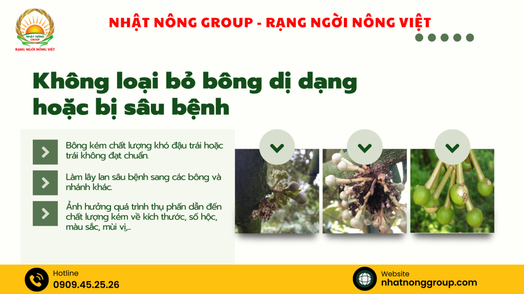 Không loại bỏ bông sầu riêng dị dạng hoặc bị sâu bệnh