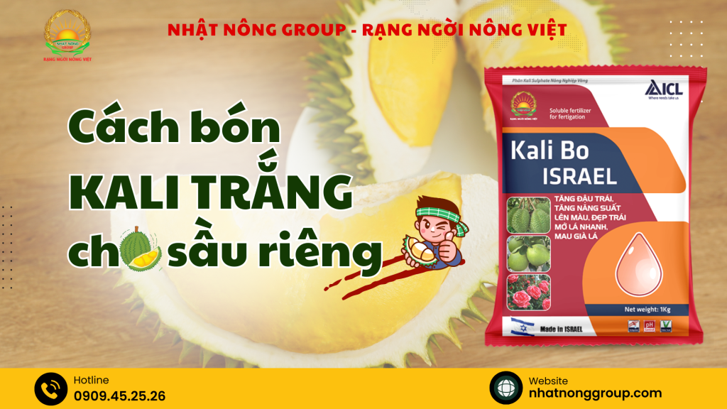 Cách bón Kali trắng cho sầu riêng: Kali trắng và Kali đỏ khác nhau như thế nào?