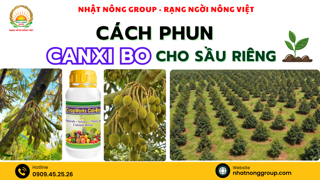 Cách phun Canxi Bo cho sầu riêng