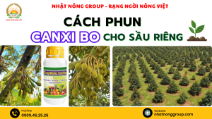 Cách phun Canxi Bo cho sầu riêng
