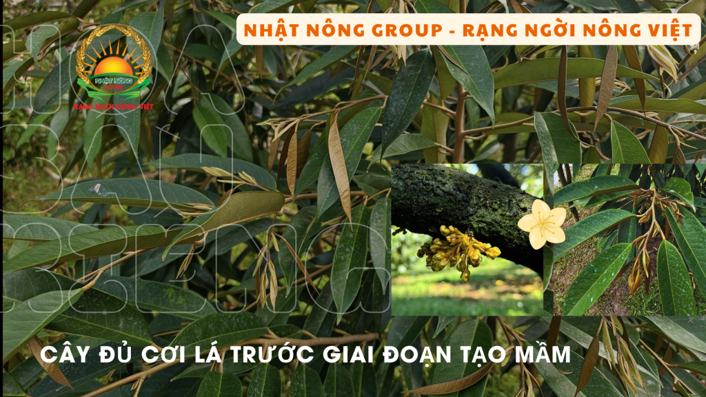 Chuẩn bị 2-3 cơi lá trước khi làm bông sầu riêng