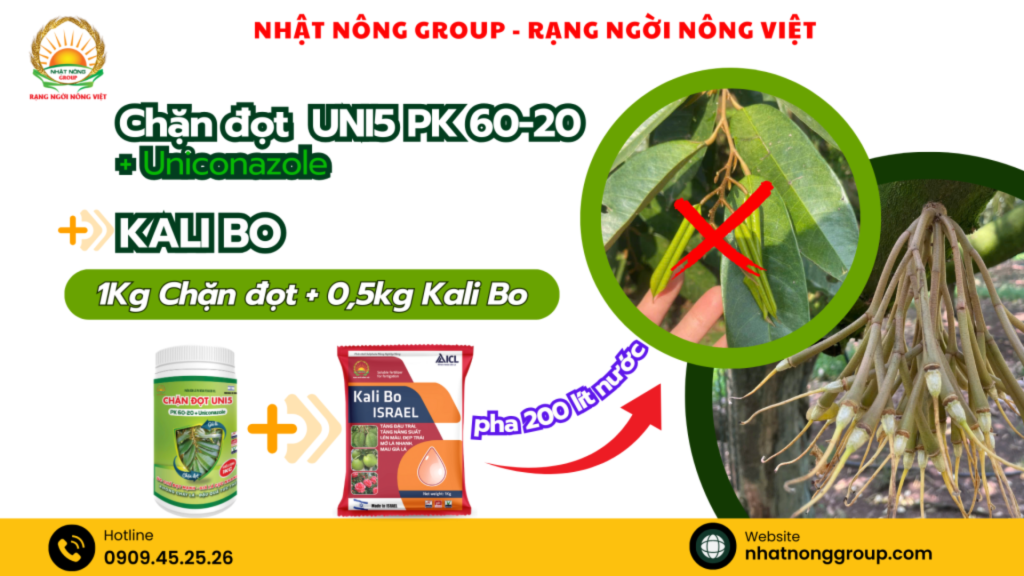 Chặn đọt mạnh trước khi xổ nhụy