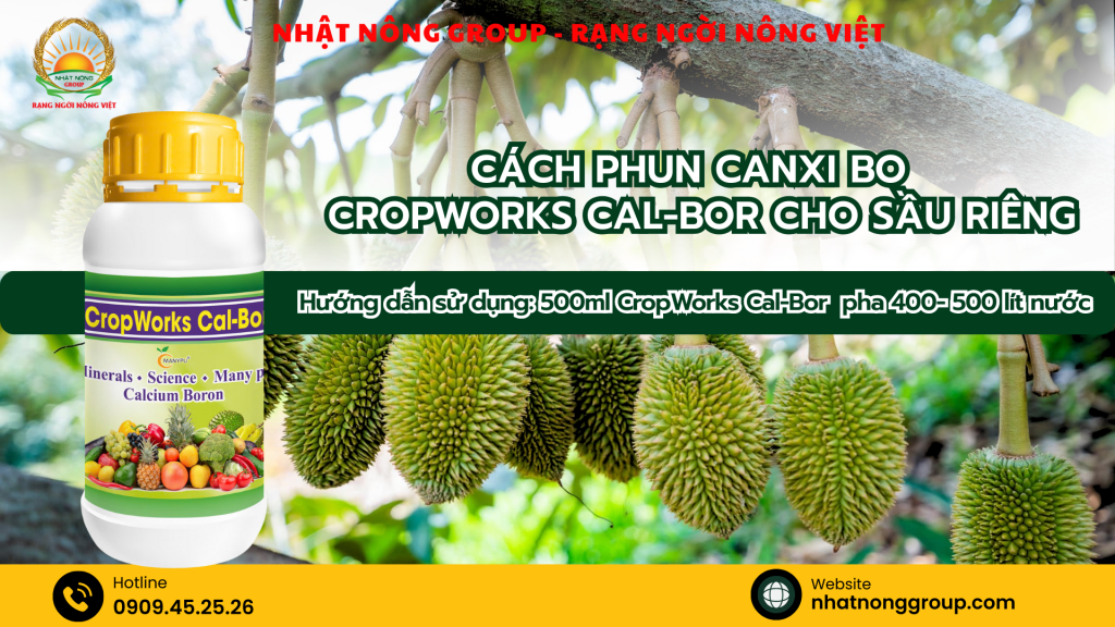 Cách phun Canxi Bo - CropWorks Cal-Bor cho sầu riêng