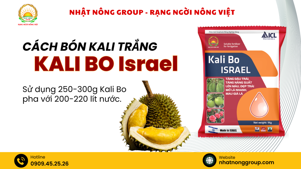 Cách bón Kali trắng - Kali Bo Israel