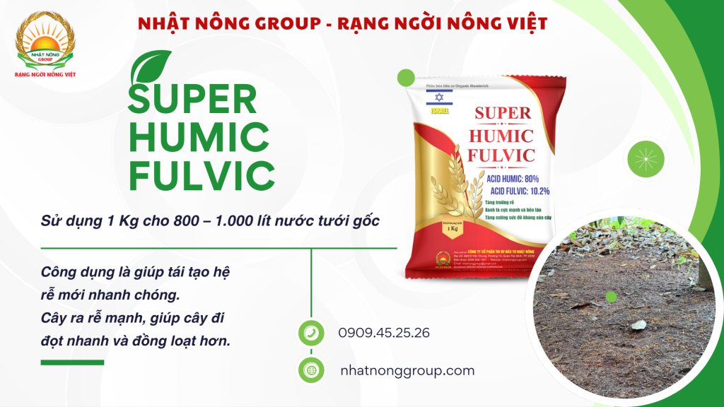 Sử dụng Super Humic Fulvic kích rễ sầu riêng cực mạnh