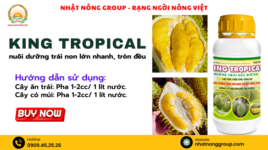 King Tropical nuôi dưỡng trái non lớn nhanh, tròn đều