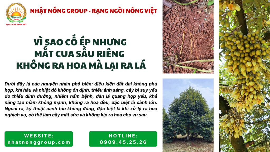 Nguyên nhân tạo mầm nhiều lần nhưng sầu riêng không ra hoa?