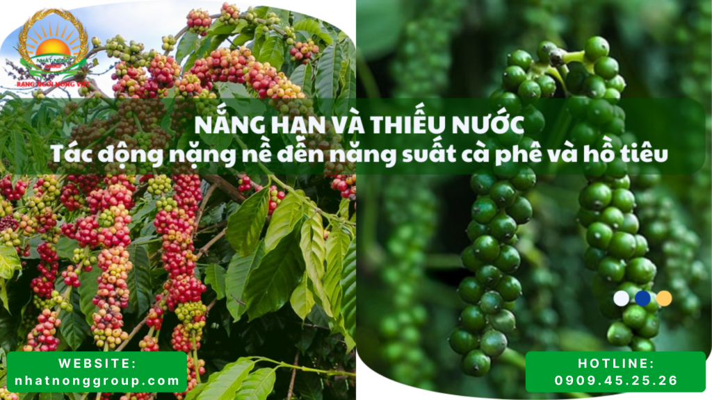 Một số nông sản tỉ USD như cà phê, hồ tiêu "ngấm đòn" vì thời tiết bất lợi