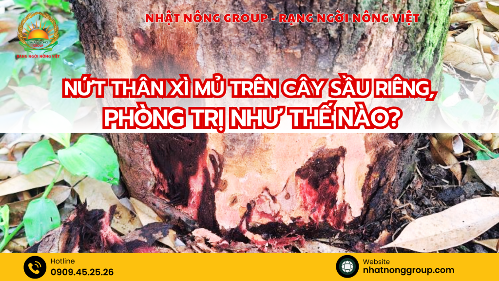 Nứt thân xì mủ trên cây sầu riêng, phòng trị như thế nào?