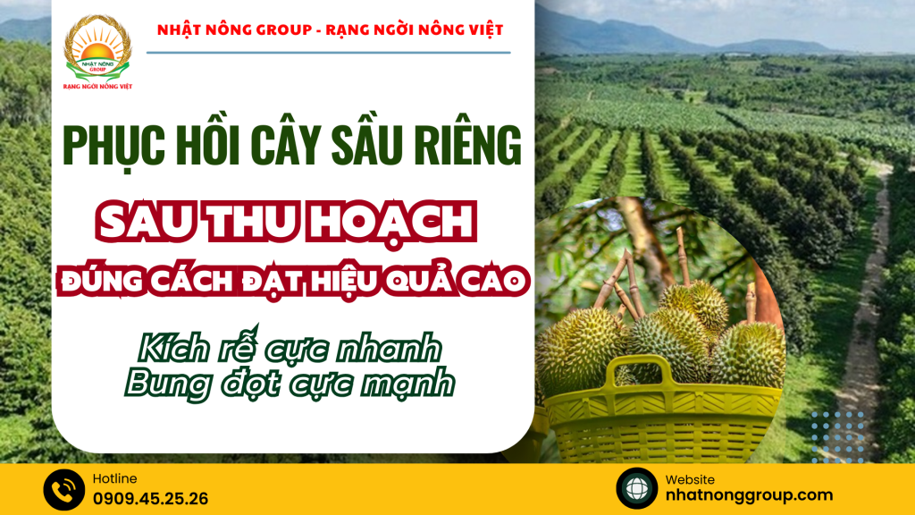 Phục hồi cây sầu riêng sau thu hoạch