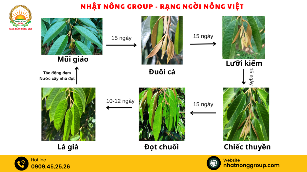 Chu kỳ phát triển 1 cơi đọt sầu riêng